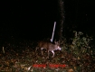 big_buck-jpg