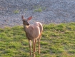 deer__afgc-jpg