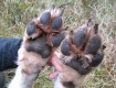 will_dueck_wolf3_2009-jpg